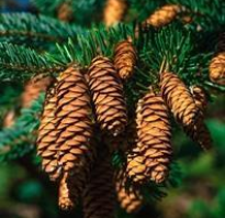 Процедура оформления земель лесного фонда в собственность