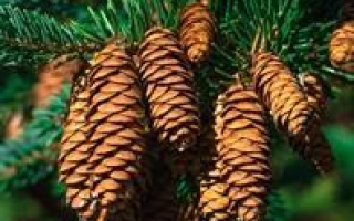 Процедура оформления земель лесного фонда в собственность